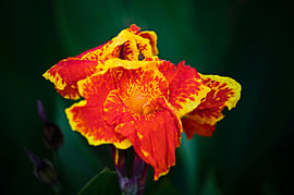 L'éclat de feu du Canna tropical