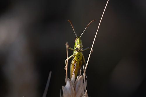 Curious grasshopper