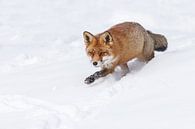 Un renard dans la neige par Menno Schaefer Aperçu