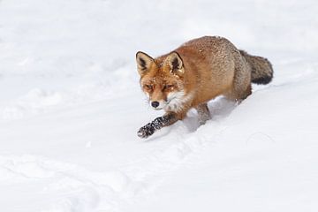 Fox in the snow by Menno Schaefer