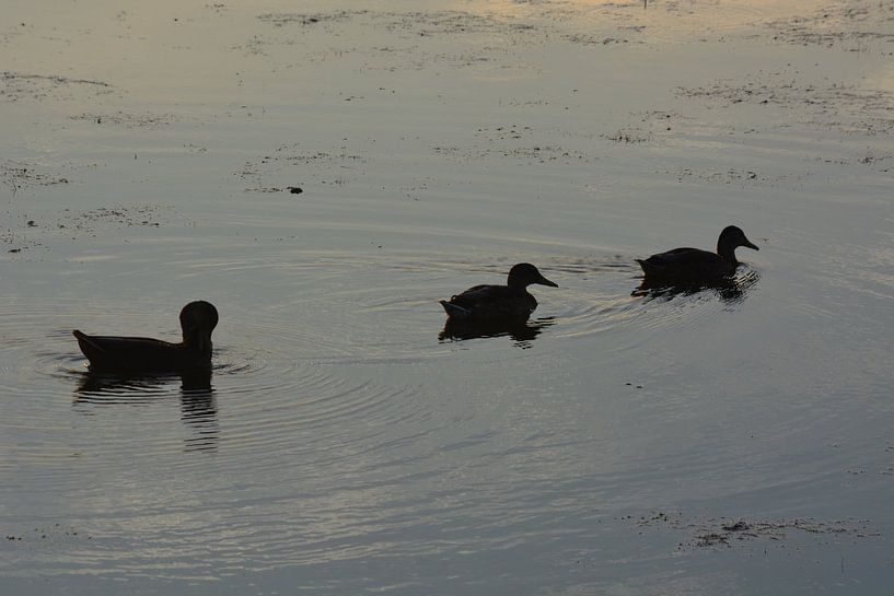 Zwemmende eenden by David van Coowijk