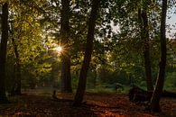 Die Sonne in einem dunklen Wald von Renate Winder Miniaturansicht