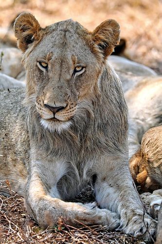 Lion in Kruger National Park South Africa by WiWo