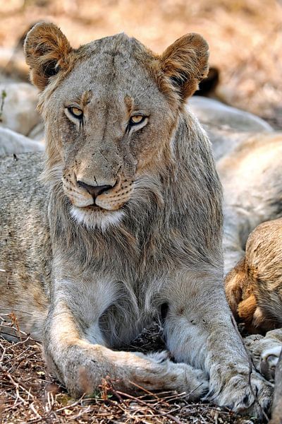 Leeuw in Kruger Nationaal Park Zuid-Afrika van W. Woyke