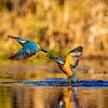 Action picture of a kingfisher hunting by Photo Henk van Dijk