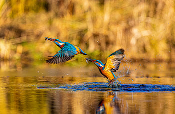 Actiefoto van jagende ijsvogel