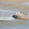 Grijze zeehond , Grey Seal sur Art Wittingen