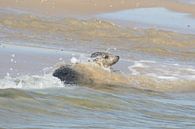 Grijze zeehond , Grey Seal van Art Wittingen thumbnail
