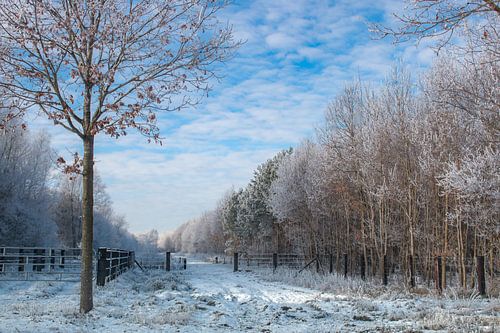 winterlandschap 