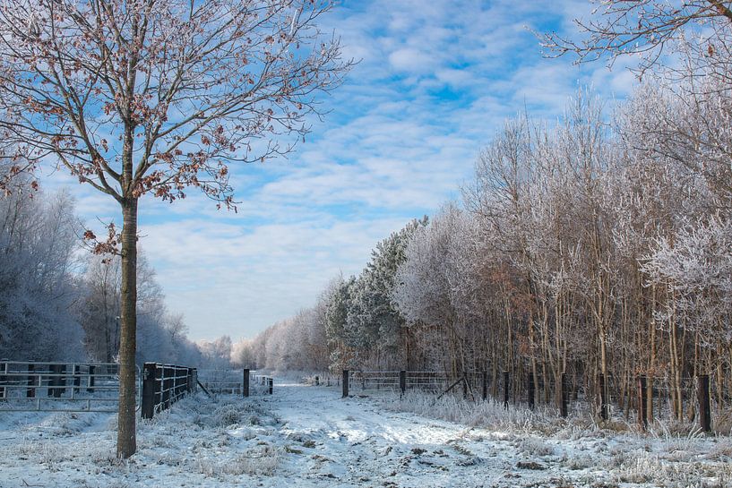 winterlandschap  by Jan  Sterken