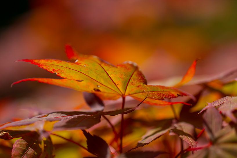 Umbrellas in autumn by QEIMOY