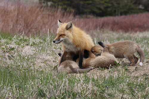 A red fox (Vulpes vulpes) nursing its young, Newfoundland, Canada.