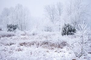 heideveld bedenkt met sneeuw