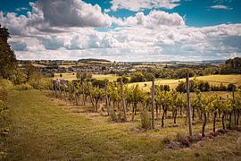 Vineyard Wijlre by Rob Boon