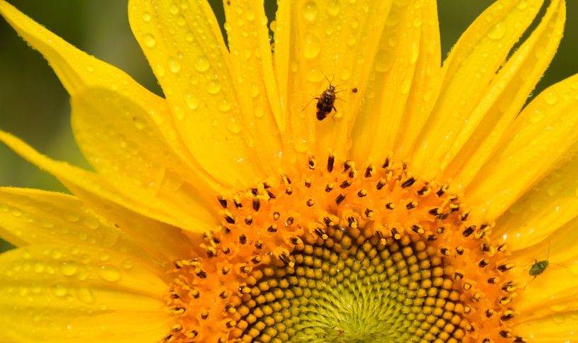 A sunflower in the garden by Claude Laprise