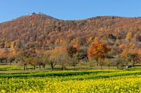 Colour explosion on the Albtrauf