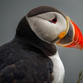 De puffin van Bart Cox