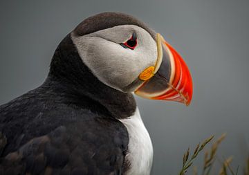 De puffin