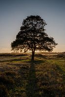 Boom bij zonsondergang Doldersummerveld
