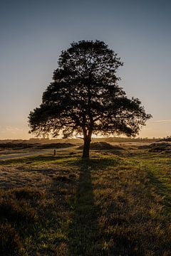 Boom bij zonsondergang Doldersummerveld van Paul Veen