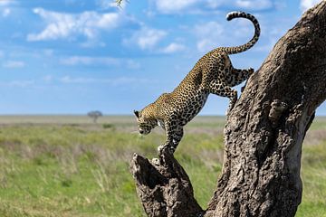 Leopard in Afrika von Tilo Grellmann