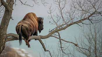 Bison auf luftiger Höhe