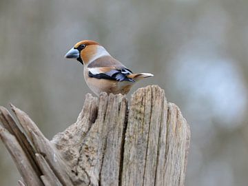 Appelvink