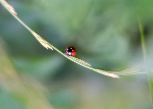 And of you go little lady