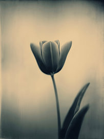 Tulip in Soft Light No. 7 by Studio Silver & Sepia