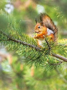 Das glückliche Eichhörnchen