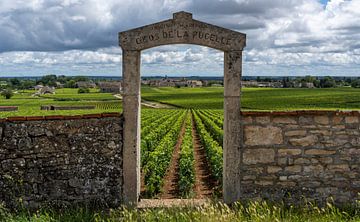 Domein Clos de la Pucelle in Bourgogne van Daan Kloeg