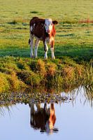 Weerspiegeling van nieuwsgierig kalfje in de polder