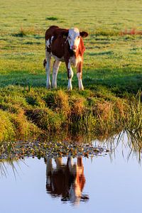Weerspiegeling van nieuwsgierig kalfje in de polder