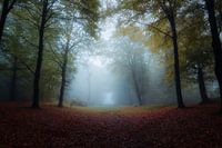 Nebelwald 2