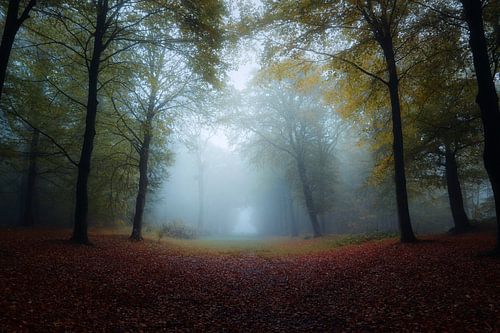 Forêt Brumeuse 2 sur Mireille Breen