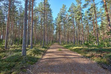 Forêt de pins suédoise avec chemin forestier