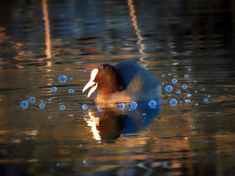 The coot by Maickel Dedeken