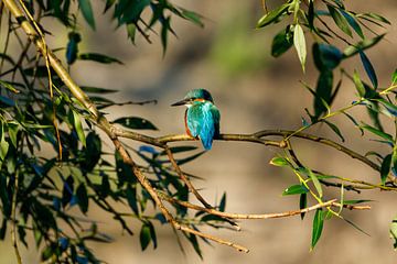 Kingfisher by Roland Brack