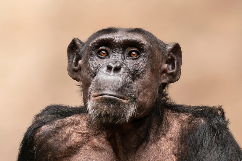 Portrait de chimpanzé par Mario Plechaty Photography