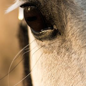 Paardenoog close up von Hilda Palm