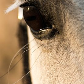 Paardenoog close up van Hilda Palm