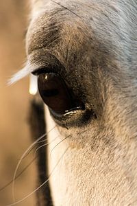 Paardenoog close up von Hilda Palm