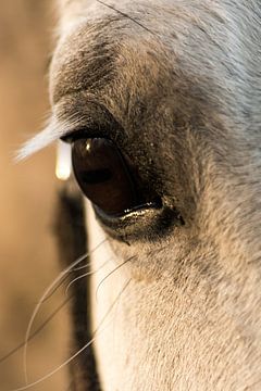 Paardenoog close up van Hilda Palm