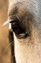 Paardenoog close up van Hilda Palm thumbnail