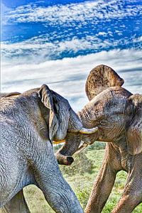Elefant im Kampf