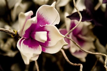 orchidee van Annick Eyecatcher