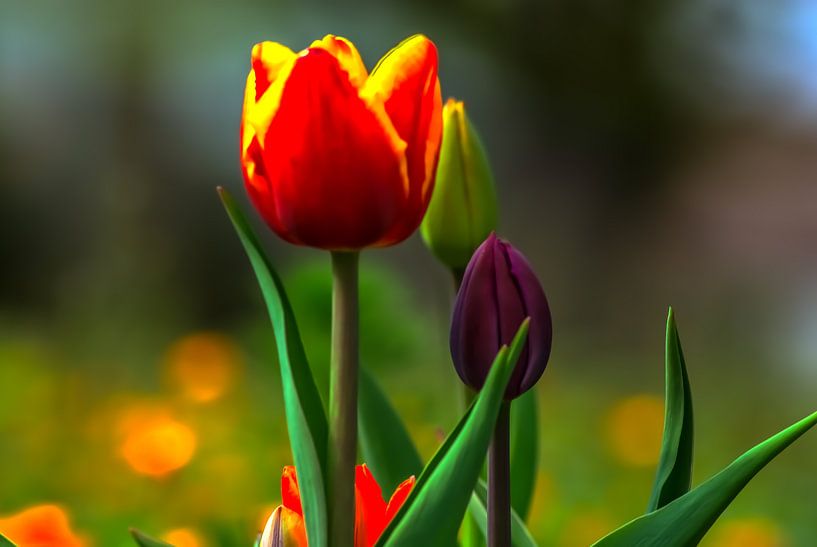 Blühende Tulpen von Michael Nägele