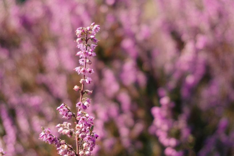 Heather bush in detail by Merlijn Arina Photography