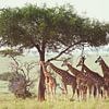 Giraffes by Jeroen Schipper