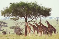 Giraffes by Jeroen Schipper thumbnail